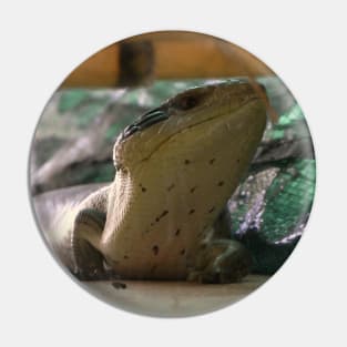 Curious Encounter: Close-Up Blue Tongue Lizard Pin