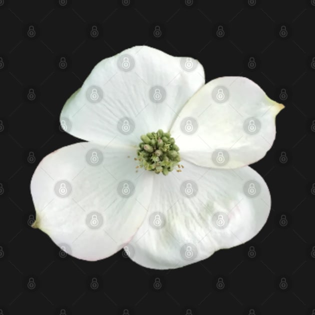 White Dogwood Flower Close-up Photo by InalterataArt