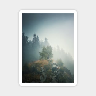 Solitary tree on a misty hill Magnet