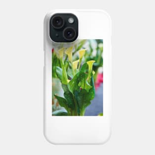 Calla flowers blooming Phone Case