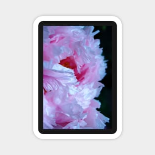 Pink Peony with Raindrops Magnet