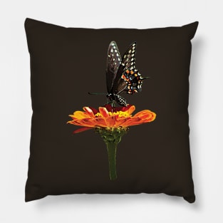 Zinnias - Black Swallowtail on Orange Zinnia Pillow