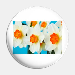 Narcissus  &#39;Barrett Browning&#39;   Division 3  Small-cupped  Daffodil Pin