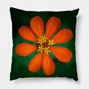 Orange Clavelon - Flower Photography Pillow