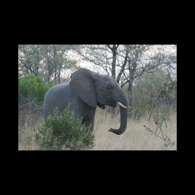 National Park Safari Elephant Wildlife Wild Jungle by amango