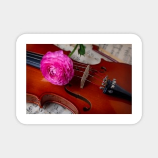 Pink Ranunculus On Fine Violin Magnet