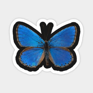 Special Blue Butterfly | Entomology Lover Magnet