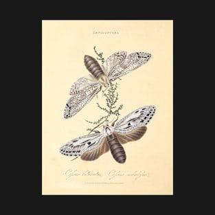 "Lepidoptera" - drawings of moths or butterflies; Sydney, Australia, 1805 - page from vintage book, cleaned and restored T-Shirt