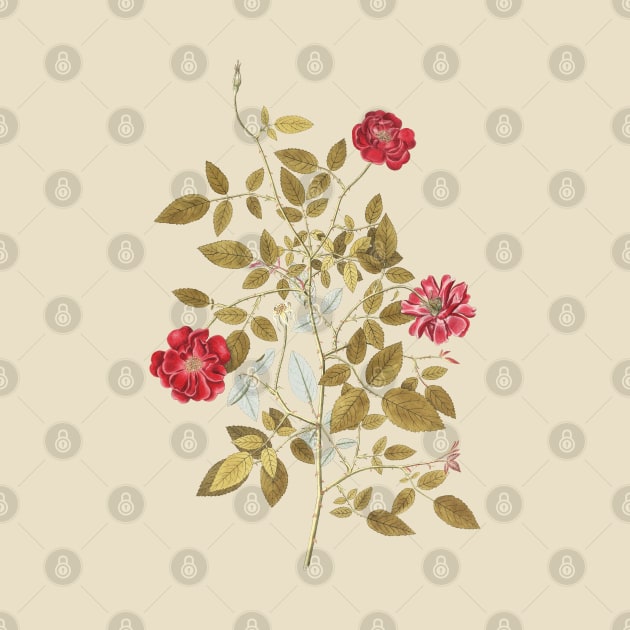 Wild Rose Flowers by Biophilia