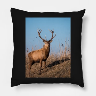 Red deer stag stares at the camera Pillow