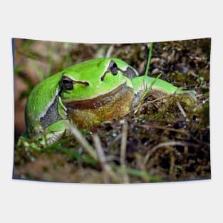 r673/  A Kind Frog Palmé -Grenouille verte palmé  " simply life " to Okaio Créations - Olavia-Olao Tapestry