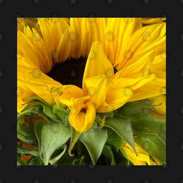 Sunflowers for Peace and Stability in Ukraine by Photomersion