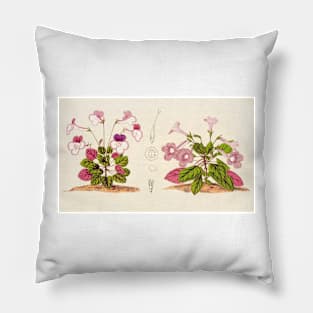 Sinningia concinna - Botanical Illustration Pillow