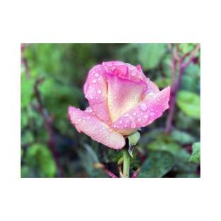 Pink Rose in Spring Rain T-Shirt