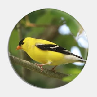 American Goldfinch Brightening Up The Woods Pin