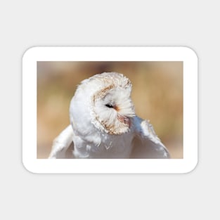 Head Of White Barn Owl Magnet