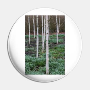 Silver birch trees Pin