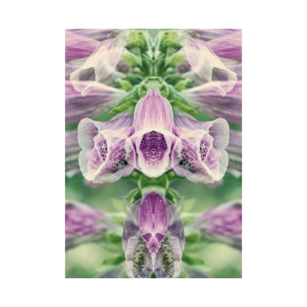 Digitalis purpurea by n-dee-s