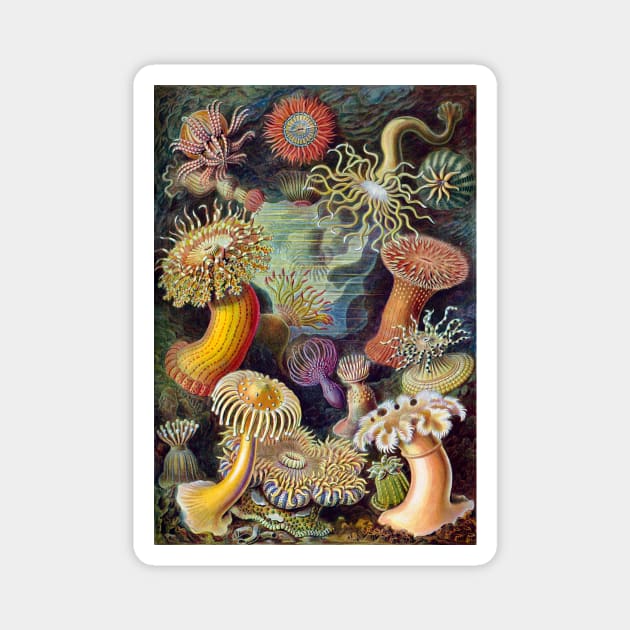 Sea Anemones by Ernst Haeckel Magnet by MasterpieceCafe