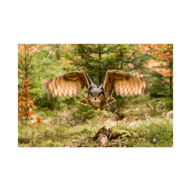 Eagle Owl in woodland by Femaleform