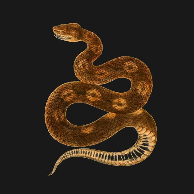 serpent,cobra,reptile,viper,venom,lizard,rattlesnake,king cobra,dragon,hydra,poison,venomous,plumber's snake,pythonidae,pythons,auger,python,squamata,serpentine,worm,big,ophidian,rattlesnakes,medusa,snakebite by vabontchi