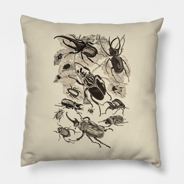 Coleoptera Beetles and Weevils J Mayson Wenge Pillow by Scientistudio