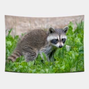 Baby raccoon in a green yard Tapestry