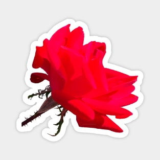 Bright Red Rose Magnet