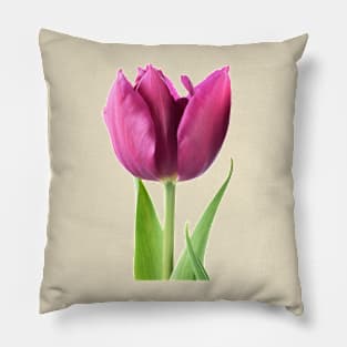 Tulipa  &#39;Showcase&#39;    Double Early Tulip Pillow