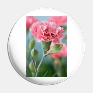 Dianthus  Pink Pin