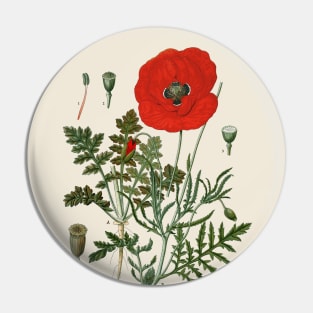 Field Poppy Antique Botanical Illustration Pin