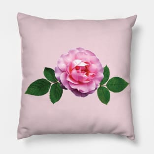 Roses - Dainty Pink Rose Pillow
