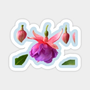 Fuchsia  &#39;Madeleine Sweeney&#39; Magnet