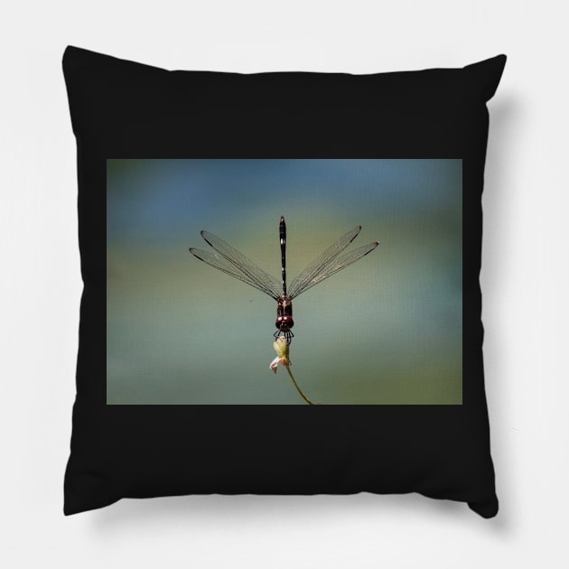 Perched Pillow by Jacquelie