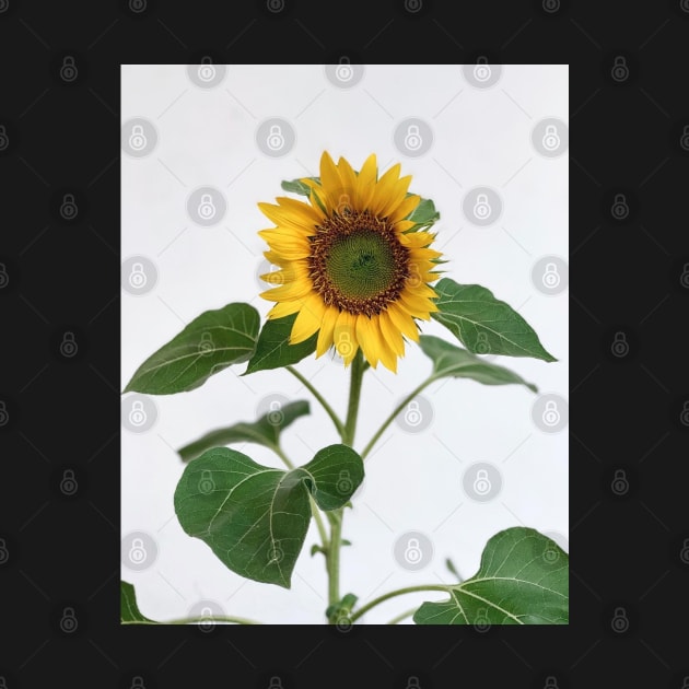 Sunflower by andelta4t