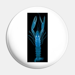 Langoustine, X-ray (Z220/0125) Pin