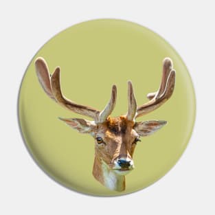 Fallow Buck in velvet Pin