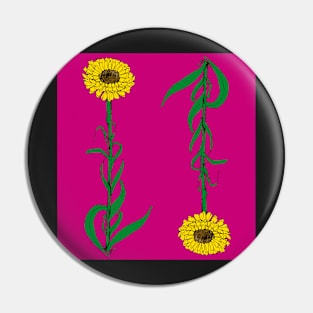 Australian Everlasting Daisy Pin