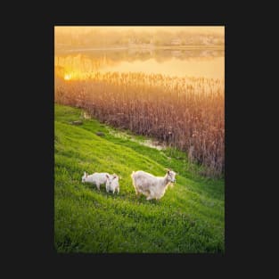 A goat with two little kids T-Shirt