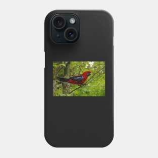 Crimson Rosella at O'Reilly's Phone Case