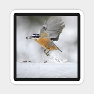 Nuthatch in flight Magnet