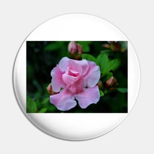 Raindrops On Pink Rose Pin