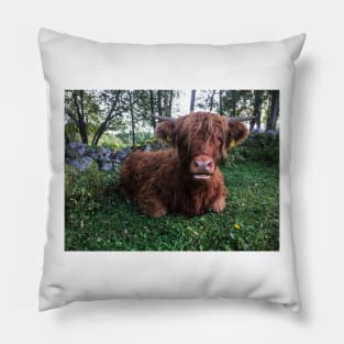 Scottish Highland Cattle Calf 2099 Pillow