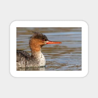 Red-breasted Merganser Magnet