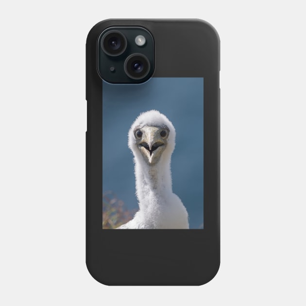 Juvenile Masked Booby, Norfolk Island Phone Case by AndrewGoodall