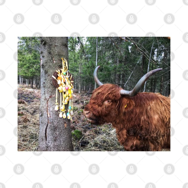 Scottish Highland Cattle Cow and Easter eggs 2350 by SaarelaHighland