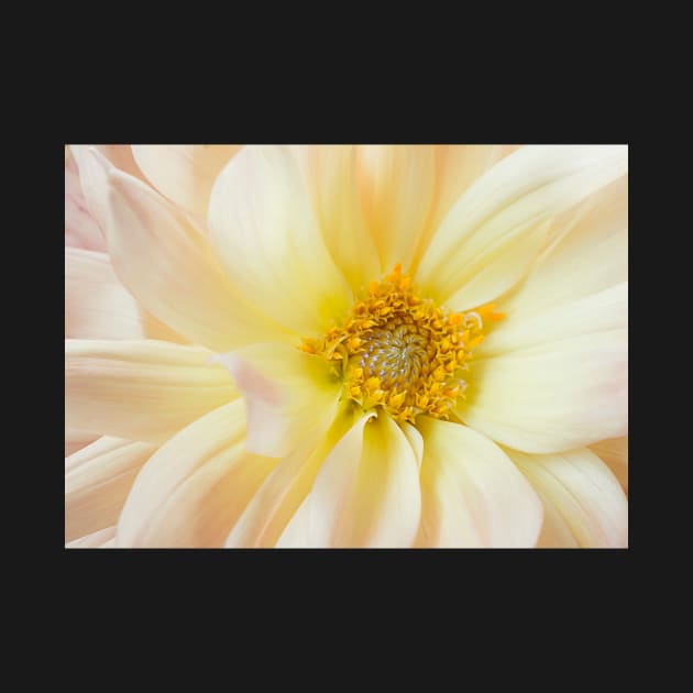 Yellow Dahlia by mariola5