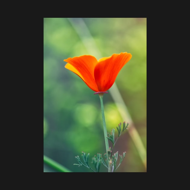 Poppy by jvnimages