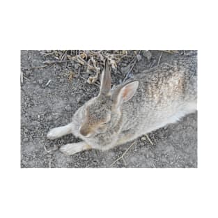 Rabbit, Desert Cottontail, Wildlife T-Shirt