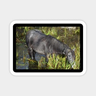 Wild Horse Magnet